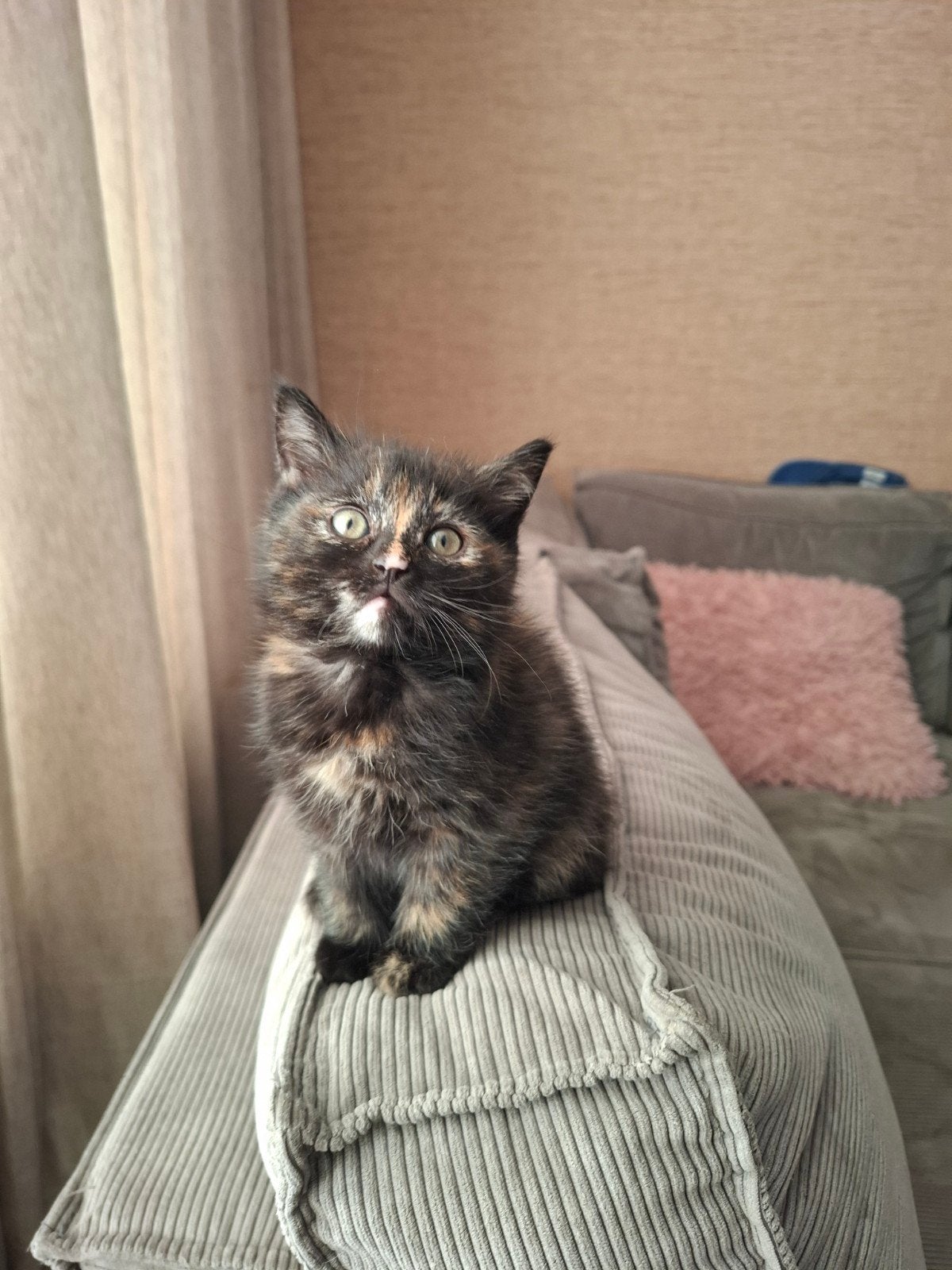 kruising ragdoll kittens., Dieren en Toebehoren, Meerdere dieren