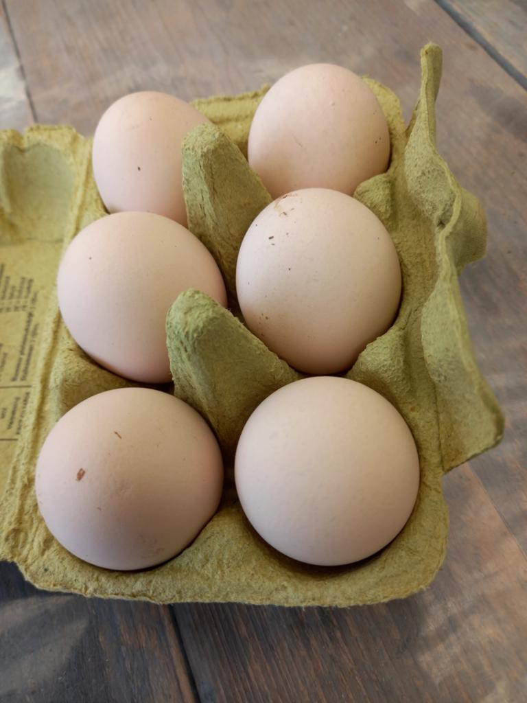 Broed eieren Muskuseend gevraagd, Geslacht onbekend, Kip