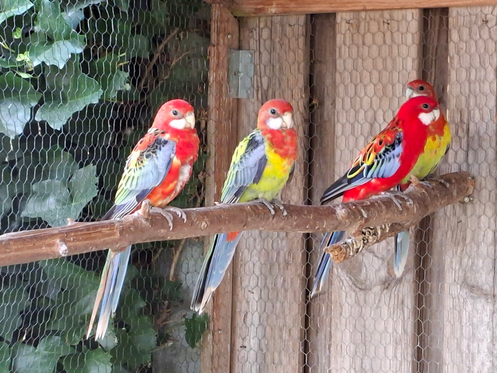 Rosella's, Dieren en Toebehoren, Meerdere dieren, Parkiet, Geringd