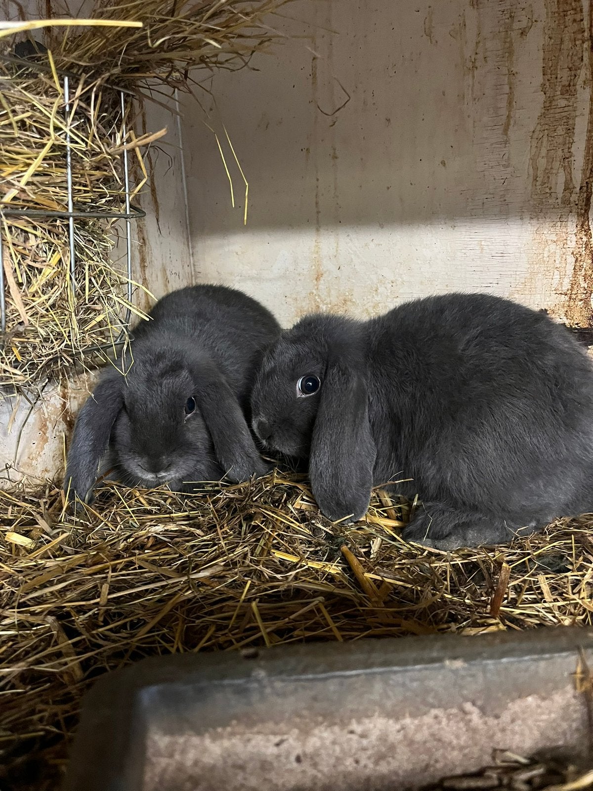 Te koop Hangoor Dwerg konijntjes, Dieren en Toebehoren, Konijnen, Meerdere dieren, Dwerg, Hangoor