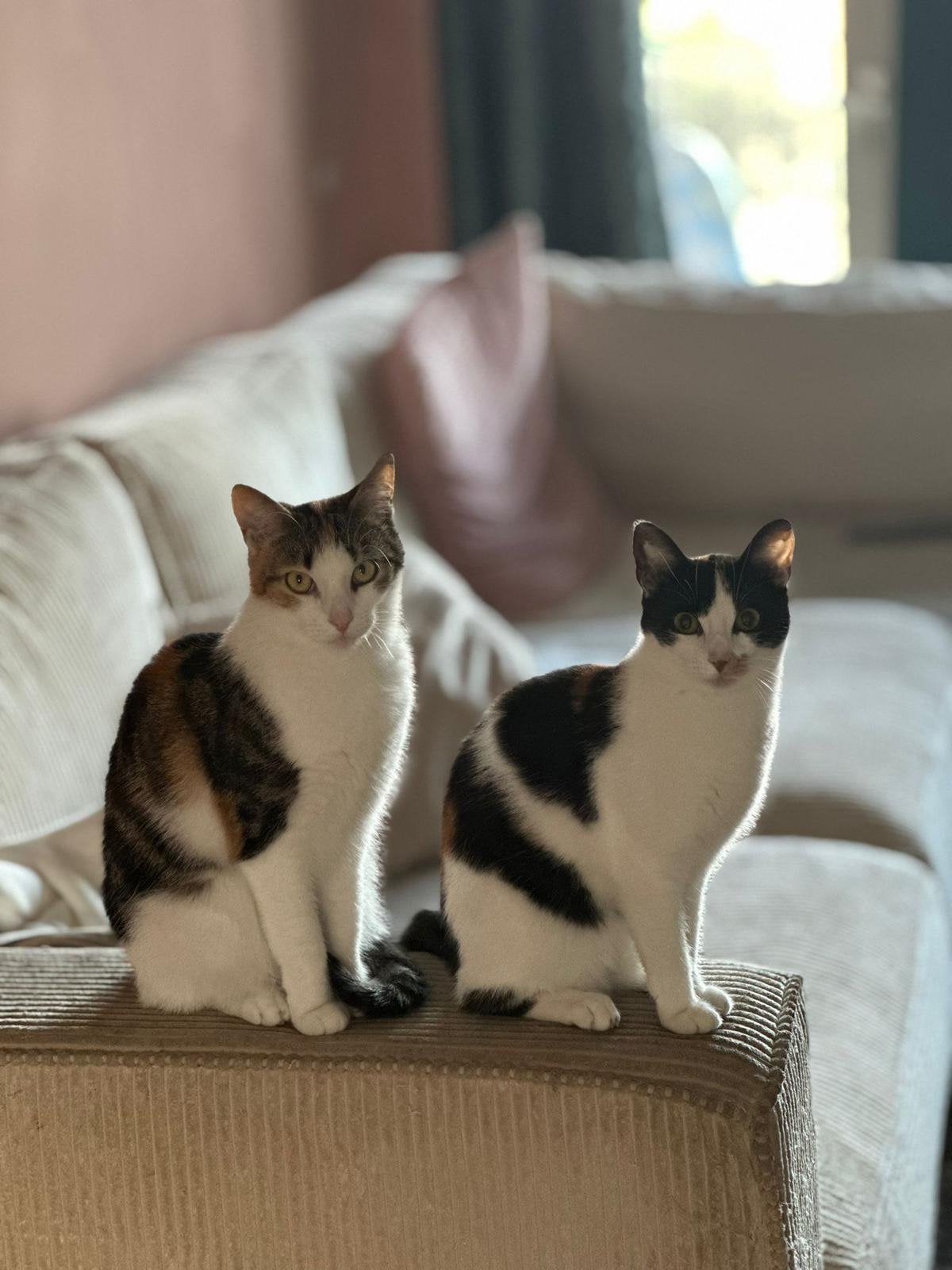 Gratis 2 Europese korthaar katten, Poes