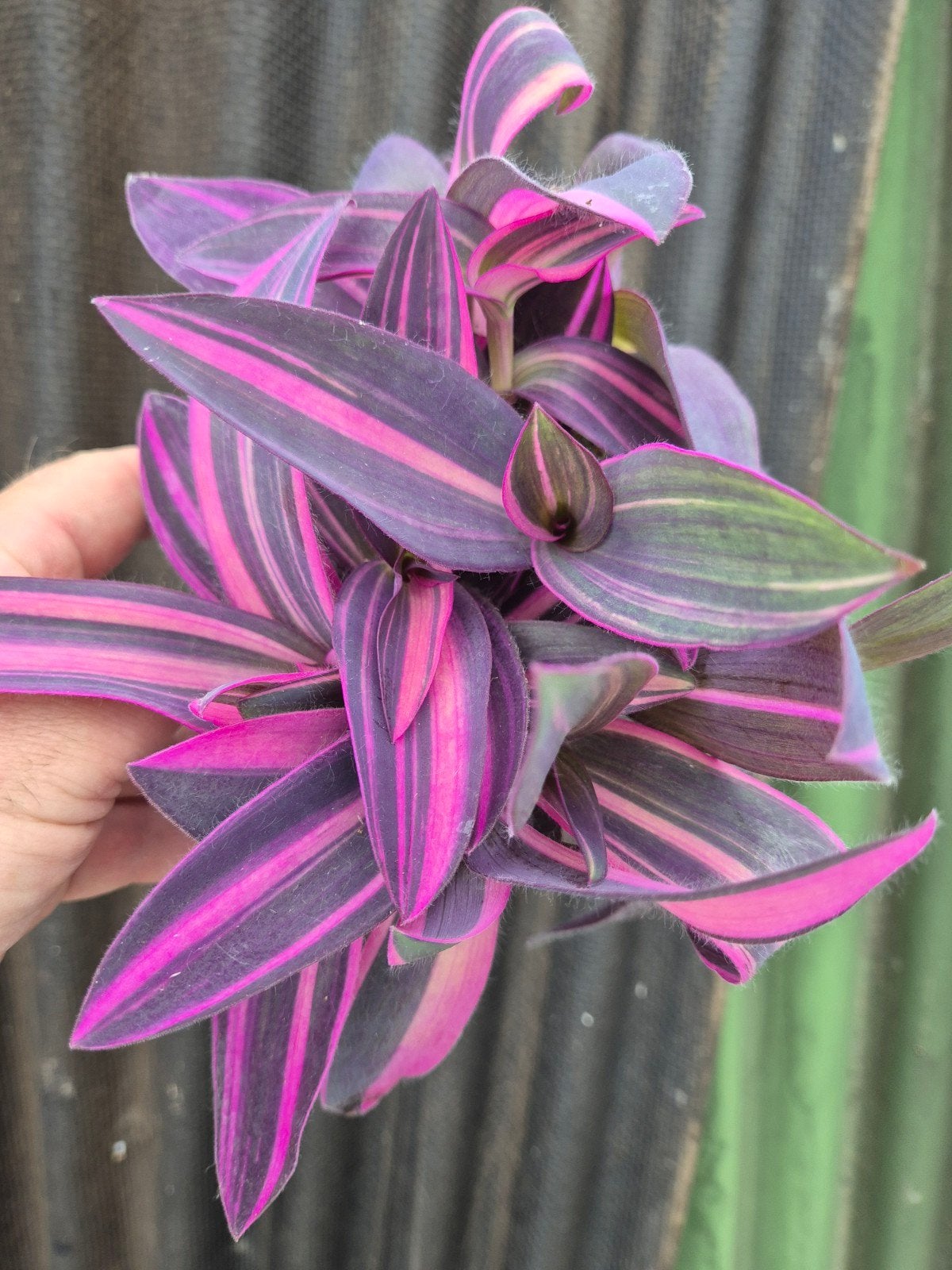 Tradescantia Pink Stripe p12 (5)