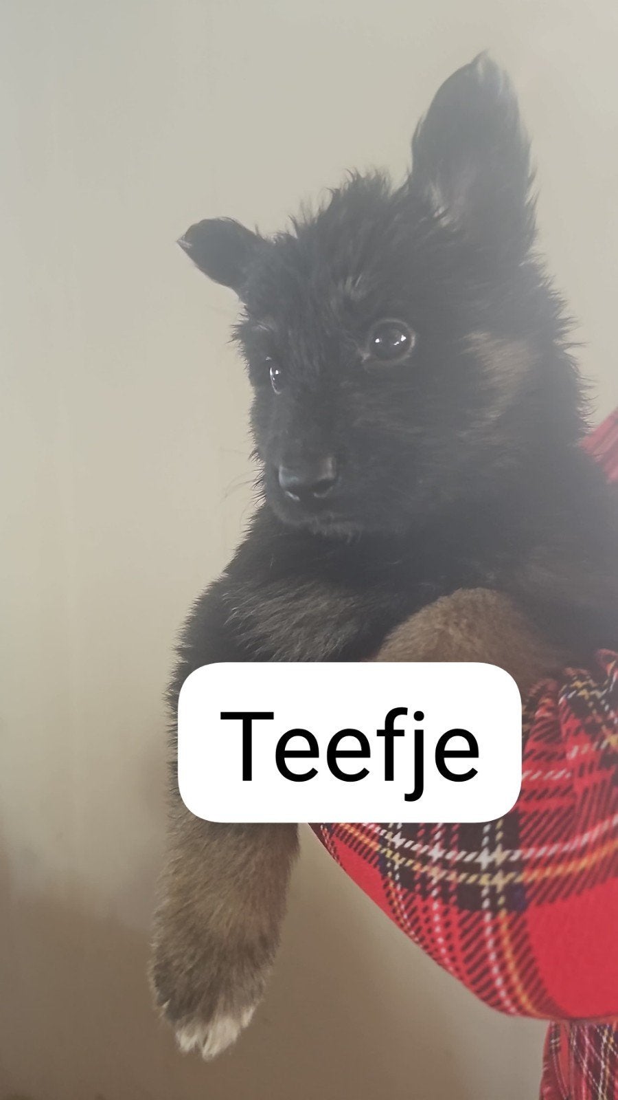 Duitse herder mix pups, 8 tot 15 weken, Meerdere, Meerdere dieren, Herder