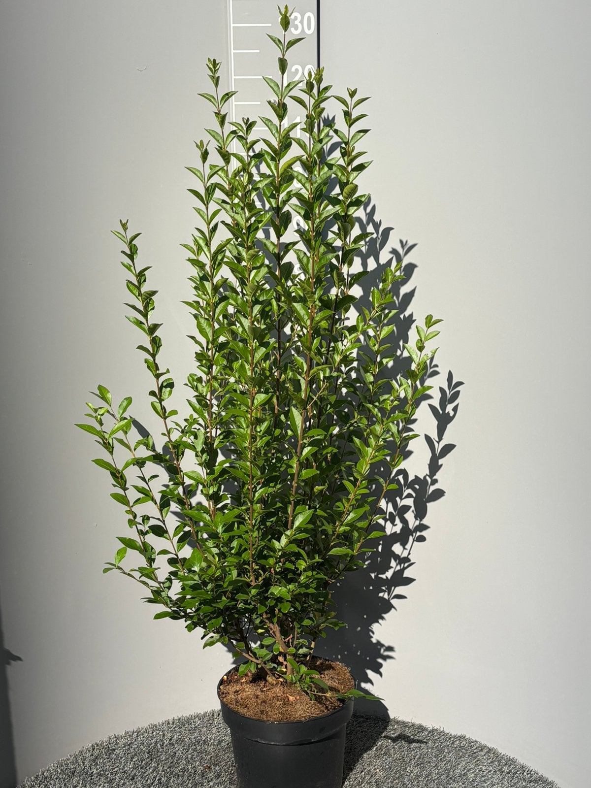 Ligustrum ovalifolium-liguster, Tuin en Terras, Planten | Struiken en Hagen, Ophalen, Liguster, Haag, 100 tot 250 cm