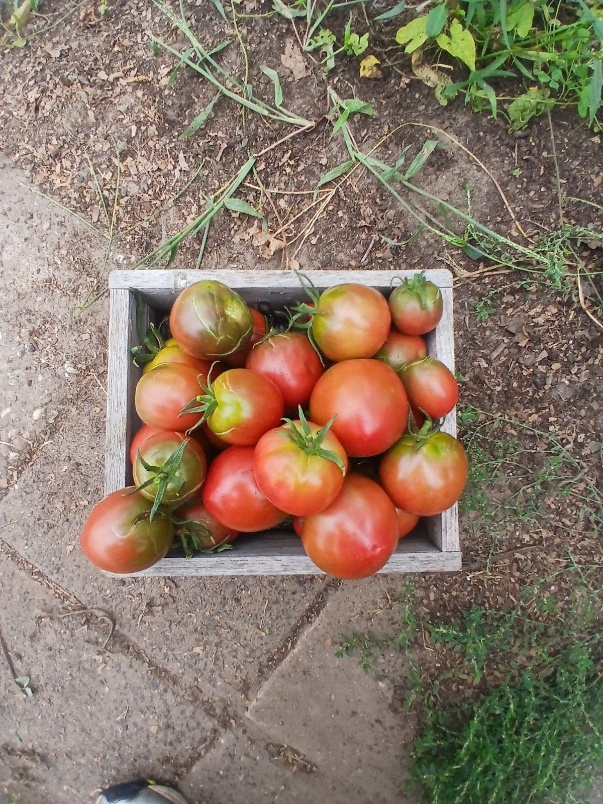 Verse Noire de Crimée tomaten – eigen oogst, Ophalen of Verzenden