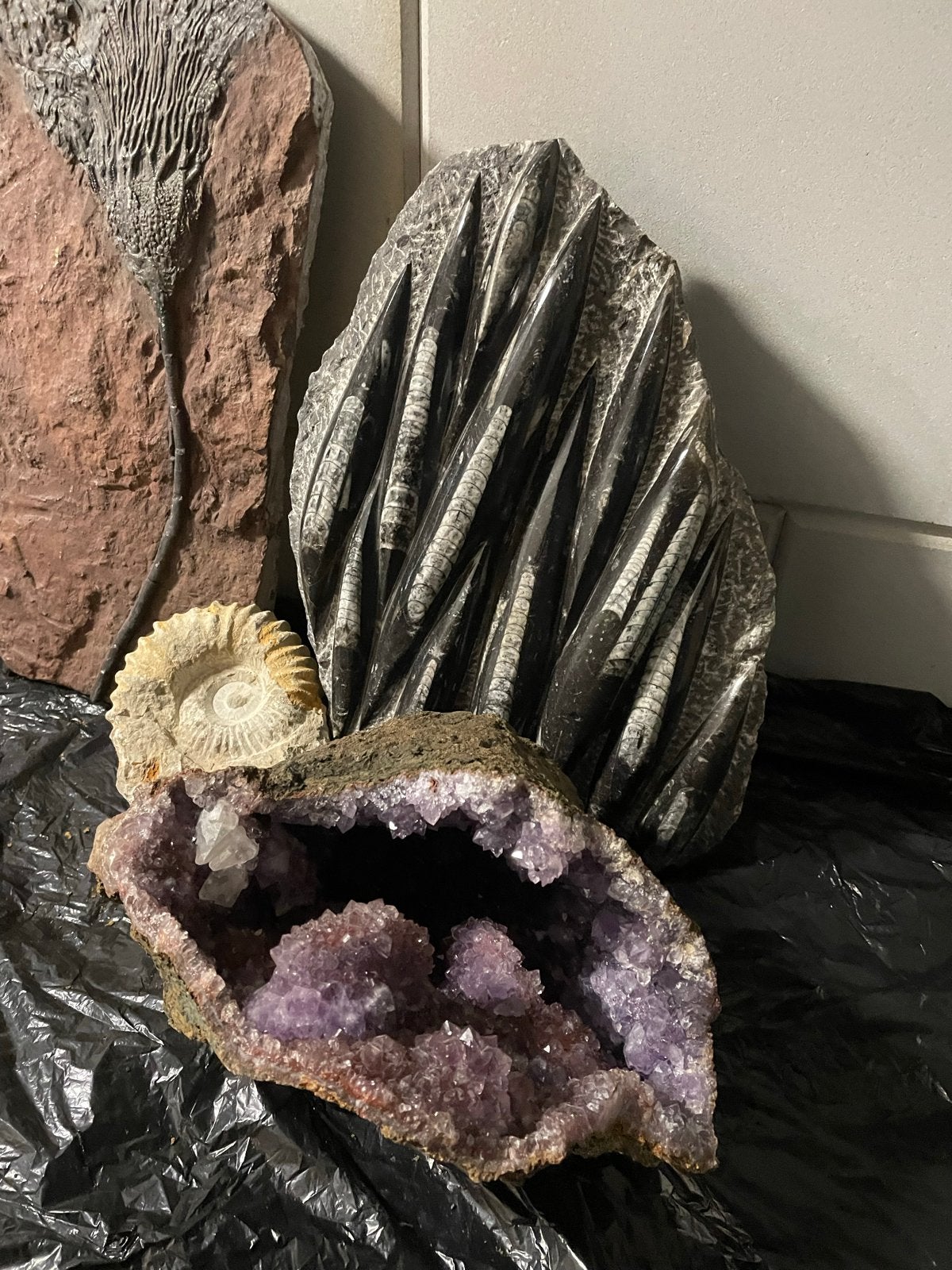Unieke collectie: fossielen, mineralen en schelpen, Ophalen of Verzenden, Fossiel