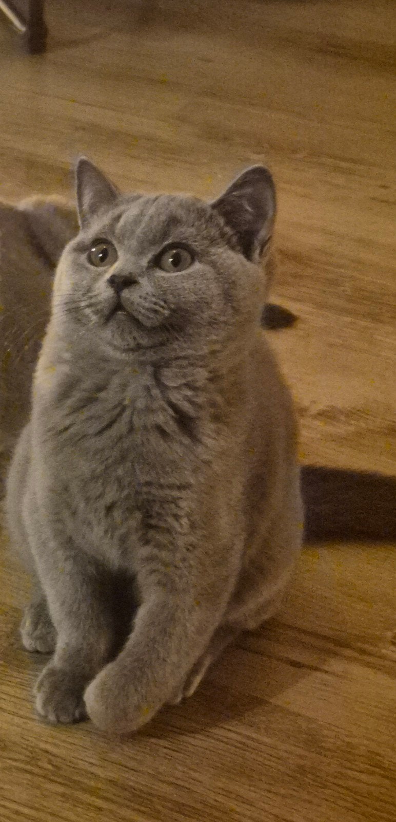 Lieve Britse korthaar kitten( katertje) Diemen, Kater, 0 tot 2 jaar