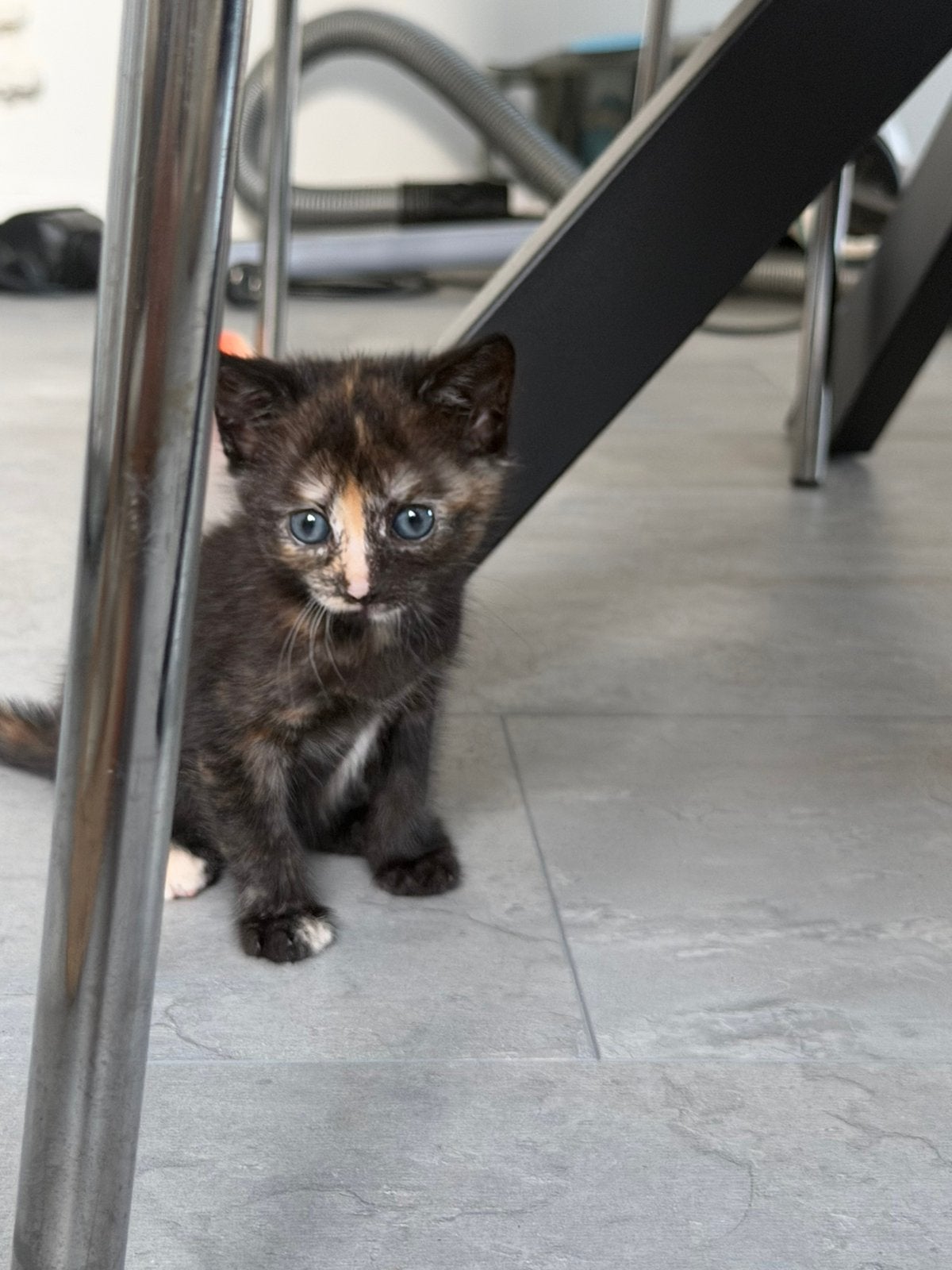 lieve kittens zoeken een huisje 🐾, Dieren en Toebehoren, Katten en Kittens | Raskatten | Korthaar, Meerdere dieren, Ontwormd