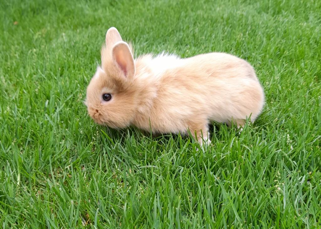 2 fluffy dwergkonijntjes ( rammetjes), Mannelijk, Dwerg, 0 tot 2 jaar