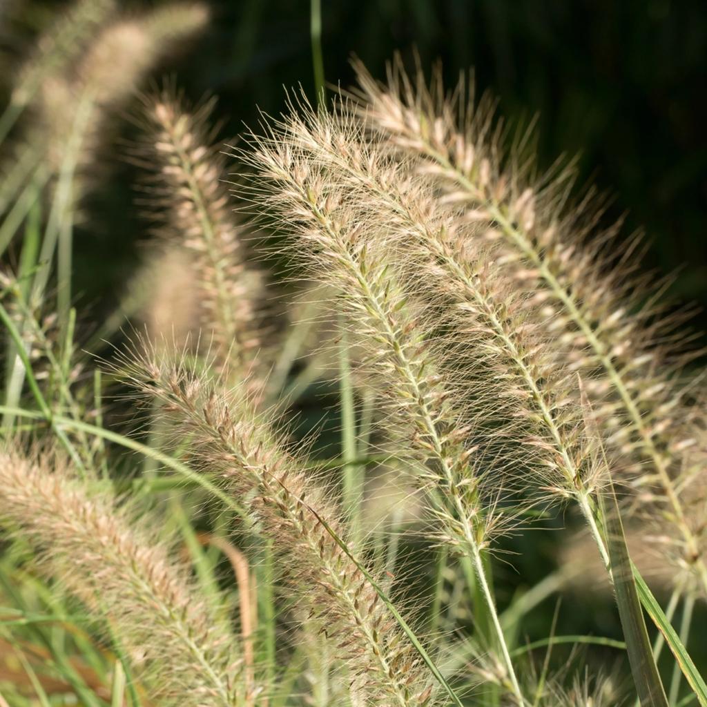 Pennisetum alo. 'Hameln' / Lampenpoetsergras P9 en 2 L pot, Ophalen of Verzenden, Vaste plant, Overige soorten, Halfschaduw