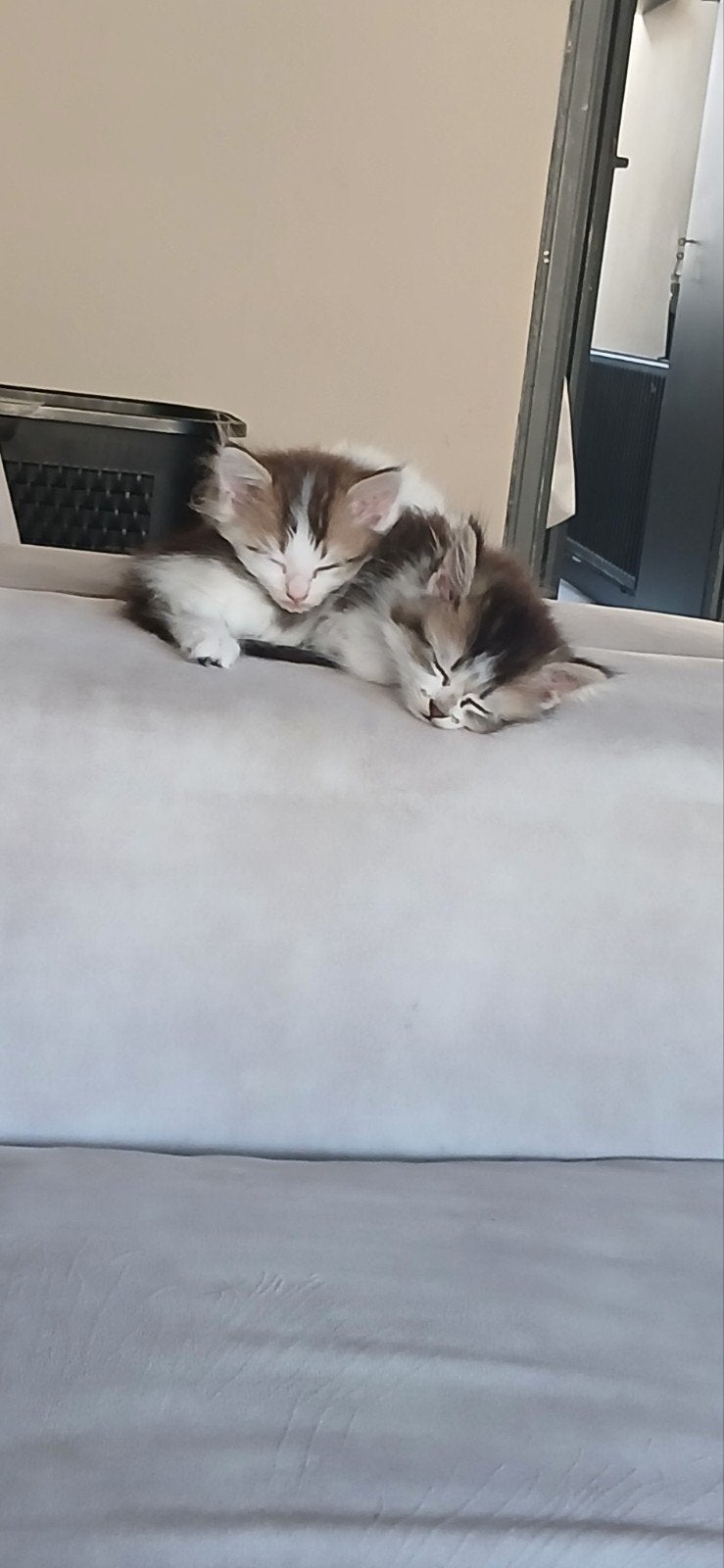 3 langharige kittens halve silver shade, Meerdere dieren