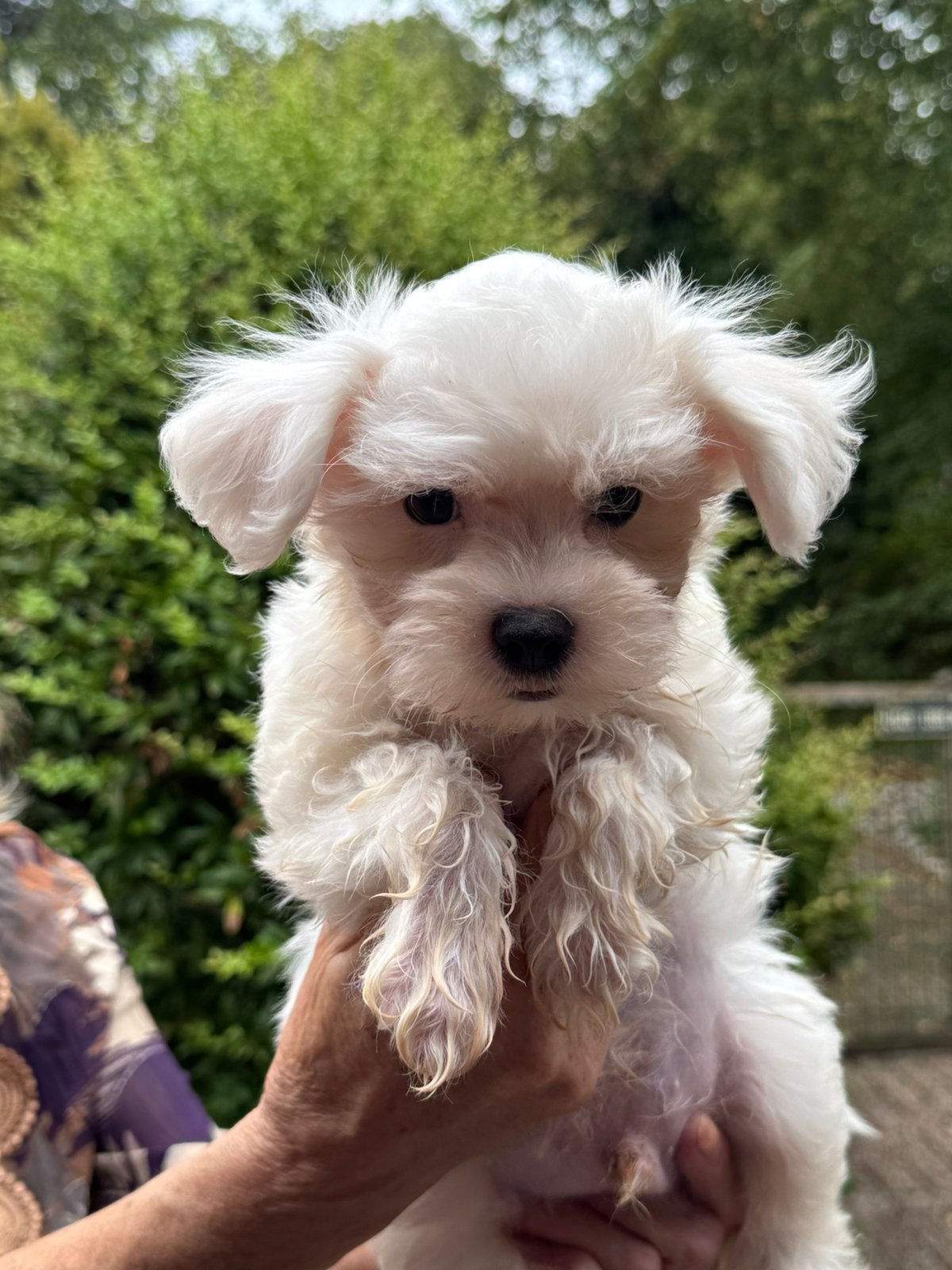 Klein type Maltezer pups ( Maltezer Leeuwtje ), Parvo, Maltezer, Nederland, 8 tot 15 weken