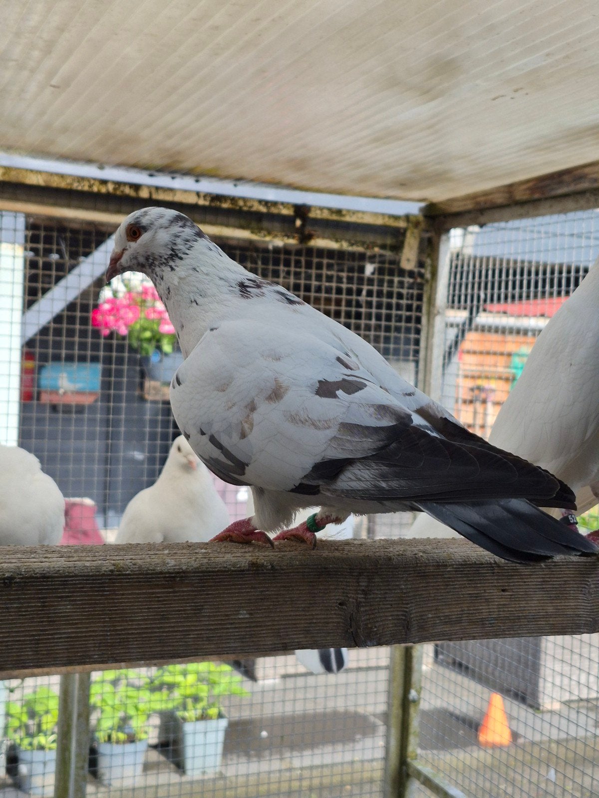 mooie kleurpostduiven te koop, Meerdere dieren, Postduif