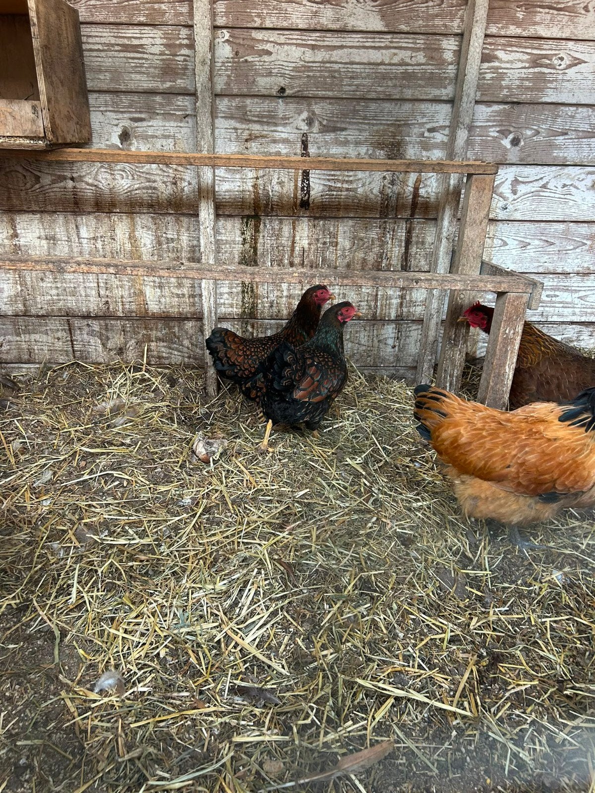2 Wyandotte Krielkippen, Dieren en Toebehoren, Pluimvee, Vrouwelijk, Kip