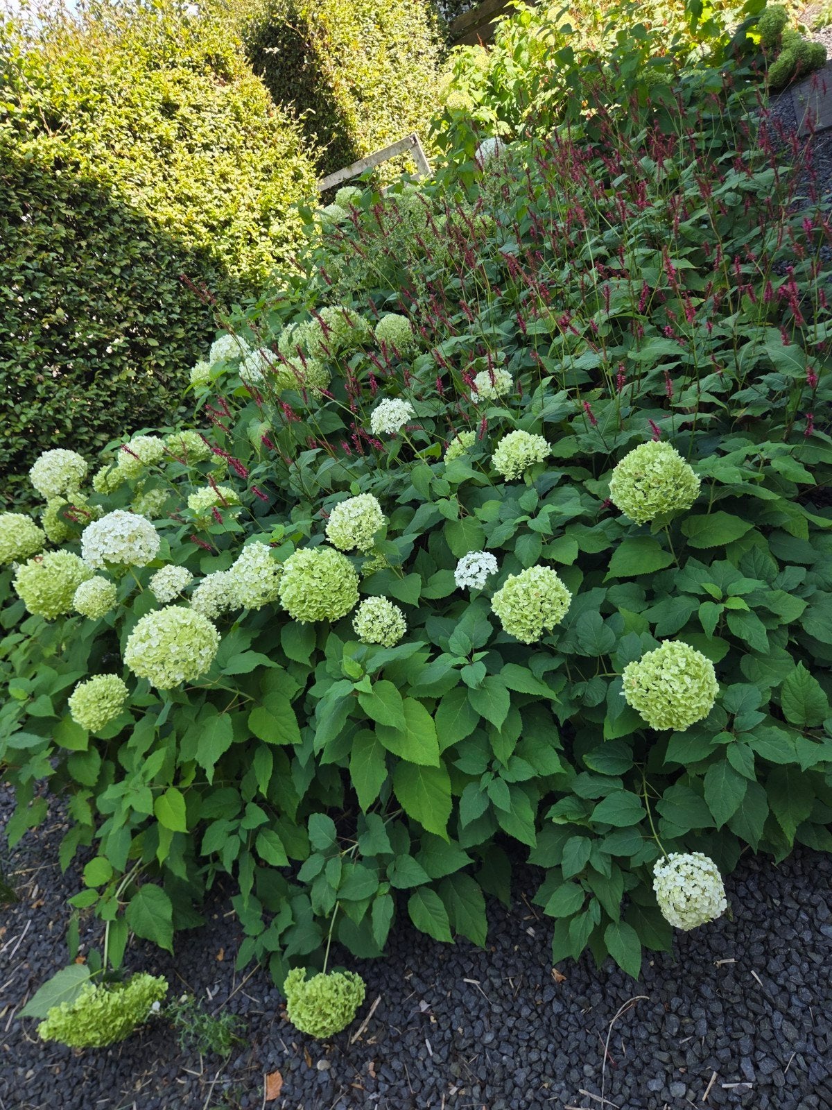 Hortensia Annabelle en Persicaria planten, Vaste plant, Halfschaduw, Zomer, Ophalen