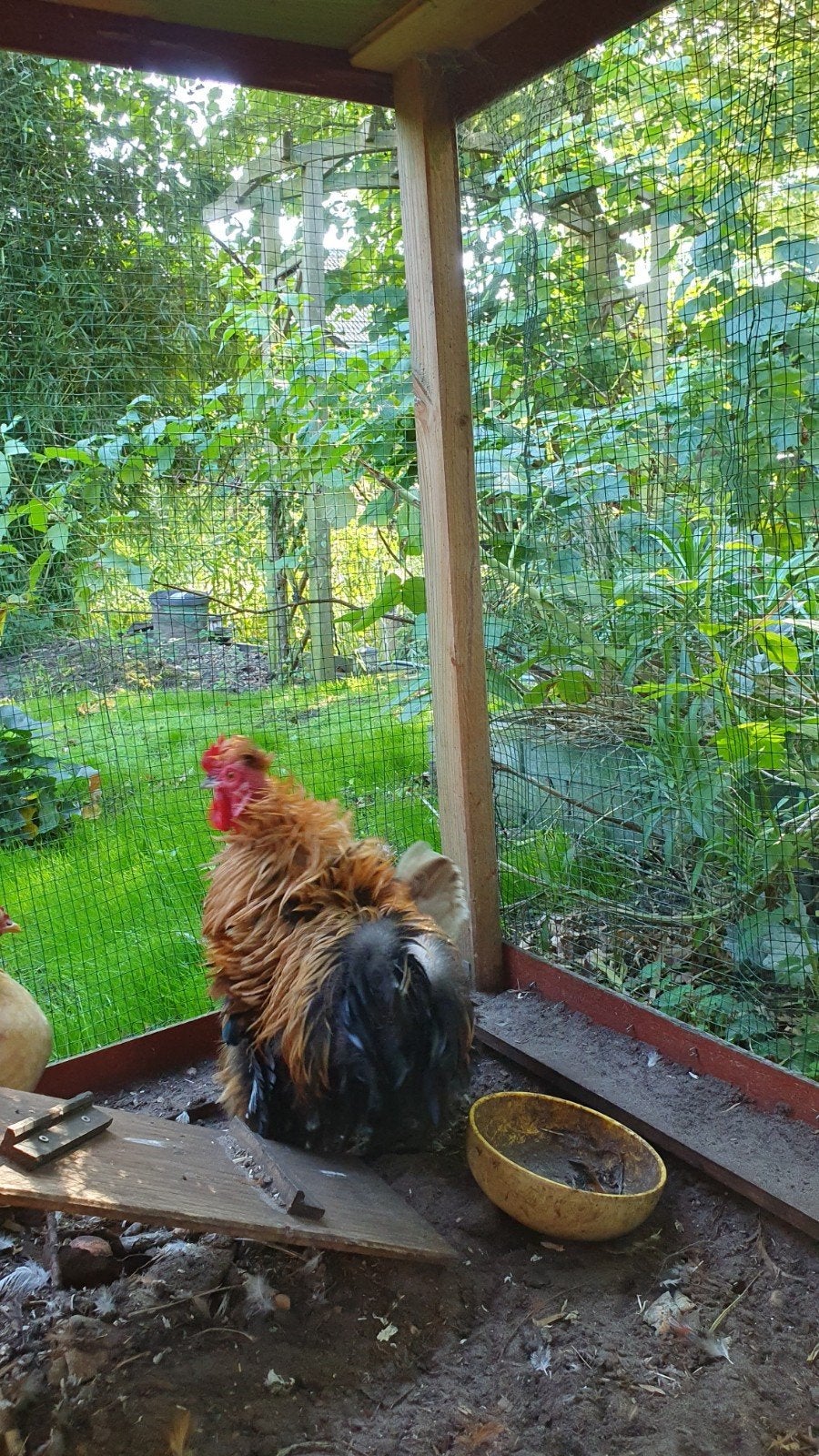 Haan, Dieren en Toebehoren, Mannelijk, Kip