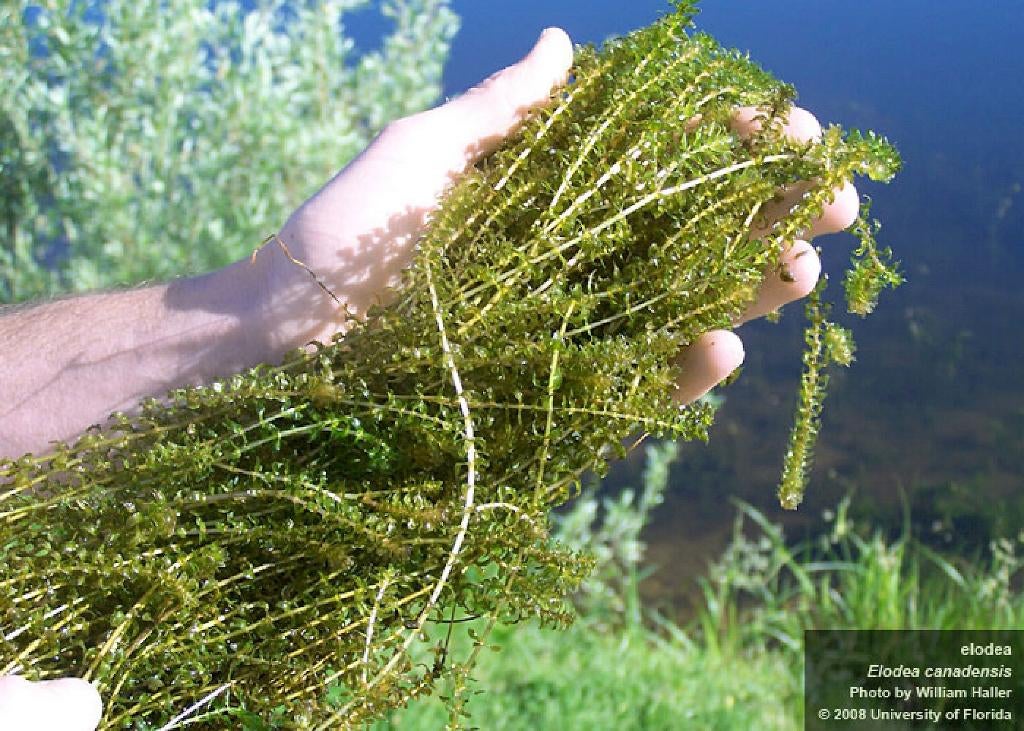 Fonteinkruid, Hoornblad, vederkruid, waterpest waterplanten, Ophalen of Verzenden, Nieuw, Plant(en), Steen of Hout, Overige merken