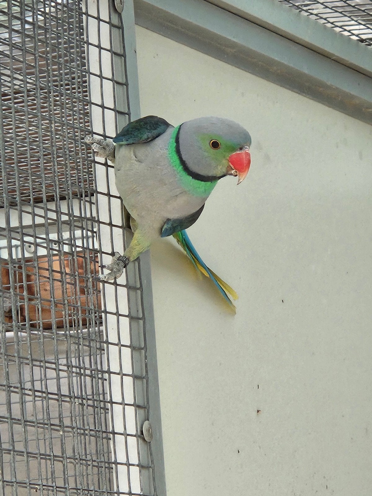 Malabar parkiet pop, Dieren en Toebehoren, Vrouwelijk, Parkiet, Geringd