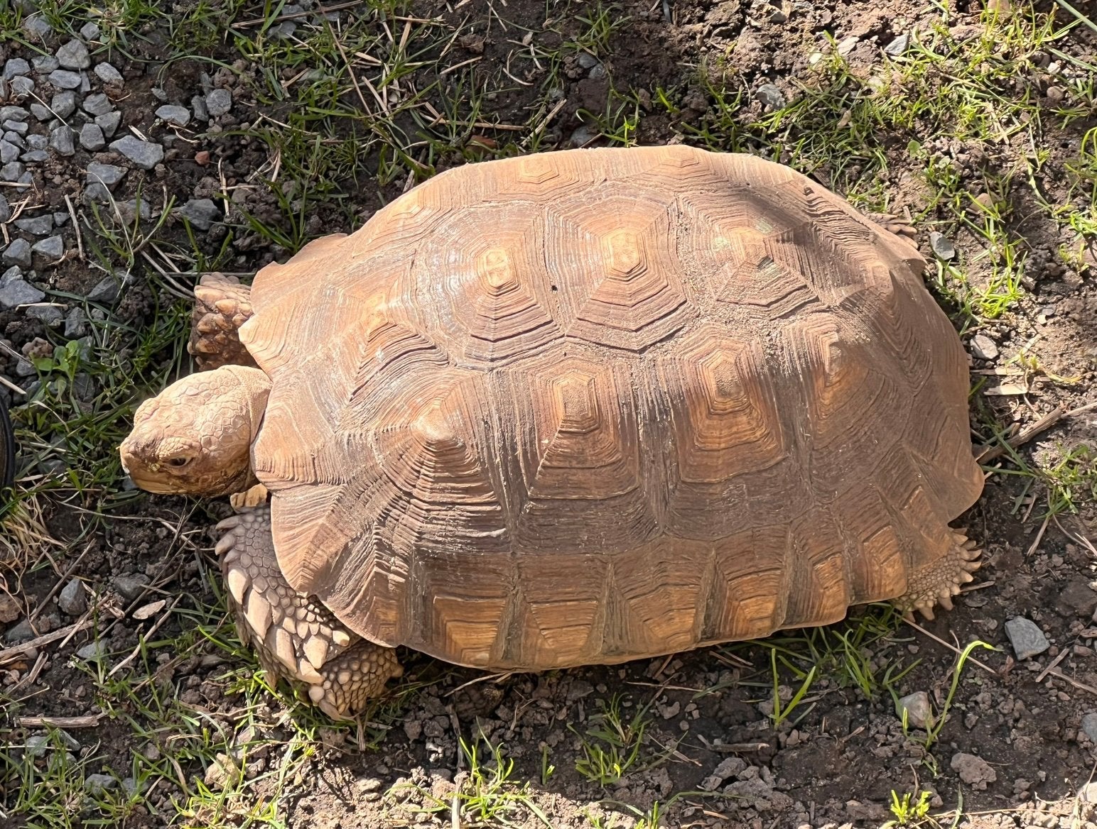 Sulcata landschildpad Tortoise - female for sale from Subira
