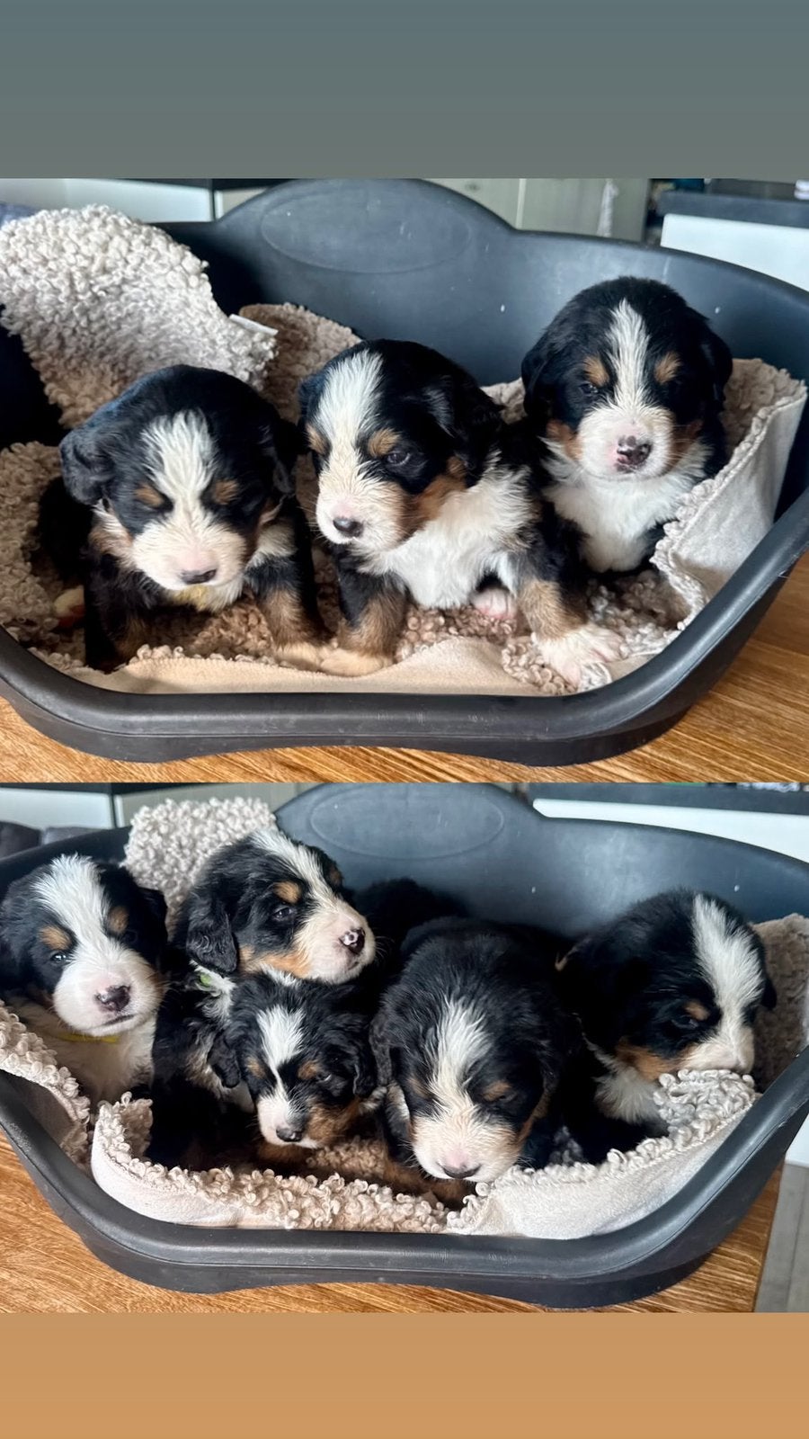 Berner Sennen Pups, Dieren en Toebehoren, Honden | Bulldogs, Pinschers en Molossers, Meerdere dieren, Sennenhond, Particulier