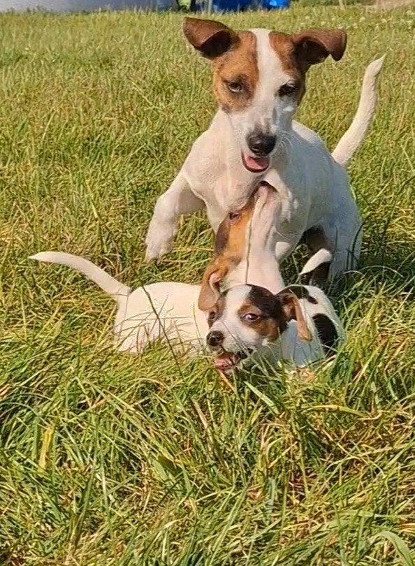 Vrolijke Jack Russell pups zoeken nieuw personeel, Parvo, Jack Russell Terriër, 8 tot 15 weken, Meerdere