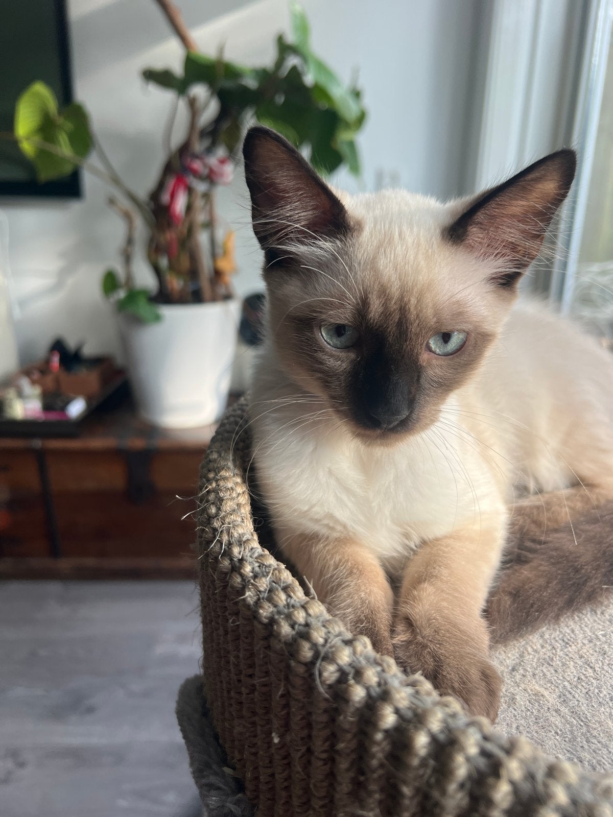 Siamese ras katten nog 2 over, Meerdere dieren