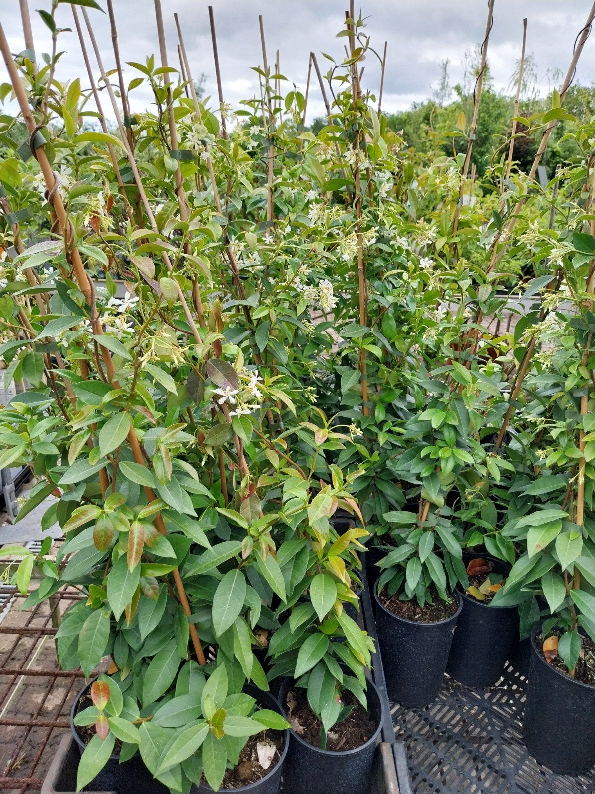 Toscaanse Jasmijn - Geurende Klimplant voor Tuin en Terras, Ophalen, Volle zon, Vaste plant, Klimplanten