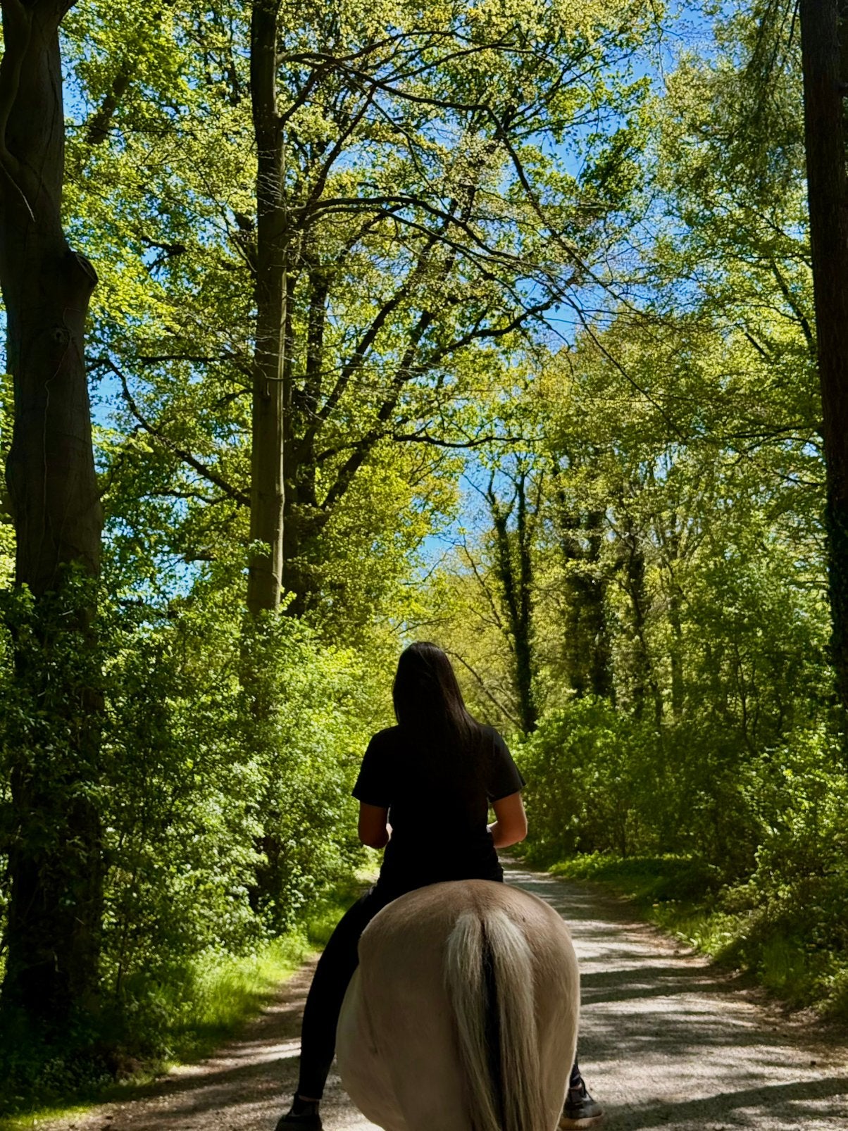 Bijrijder aangeboden!, Dieren en Toebehoren, Ophalen of Verzenden, Nieuw