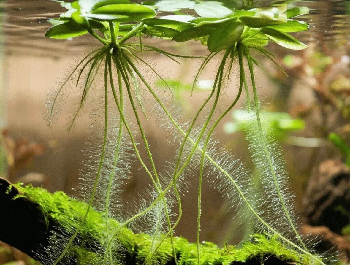 Gratis Kikkerbeet drijfplantjes Limnobium laevigatum, Dieren en Toebehoren, Ophalen, Plant(en), Steen of Hout