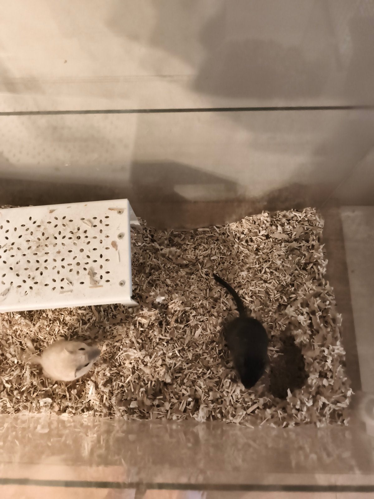 Gerbils, Februari, Vrouwelijk, Overige typen, Tam
