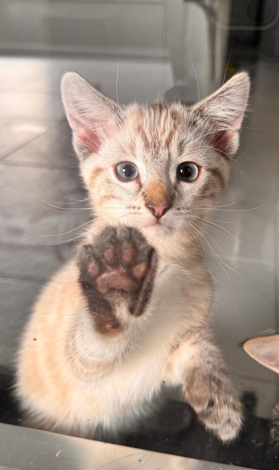 Maine coon x siamees en co, Kater, Ontwormd