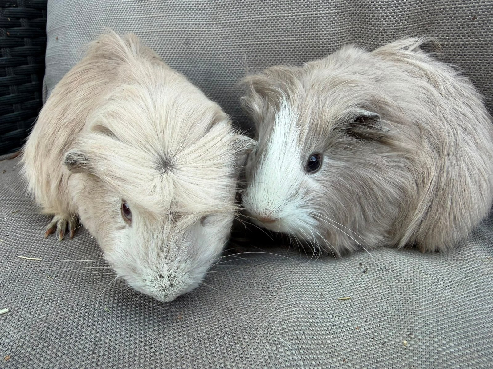 Foto 7 van Jonge langharige cavia’s Sheltie Coronet Tessel Merino