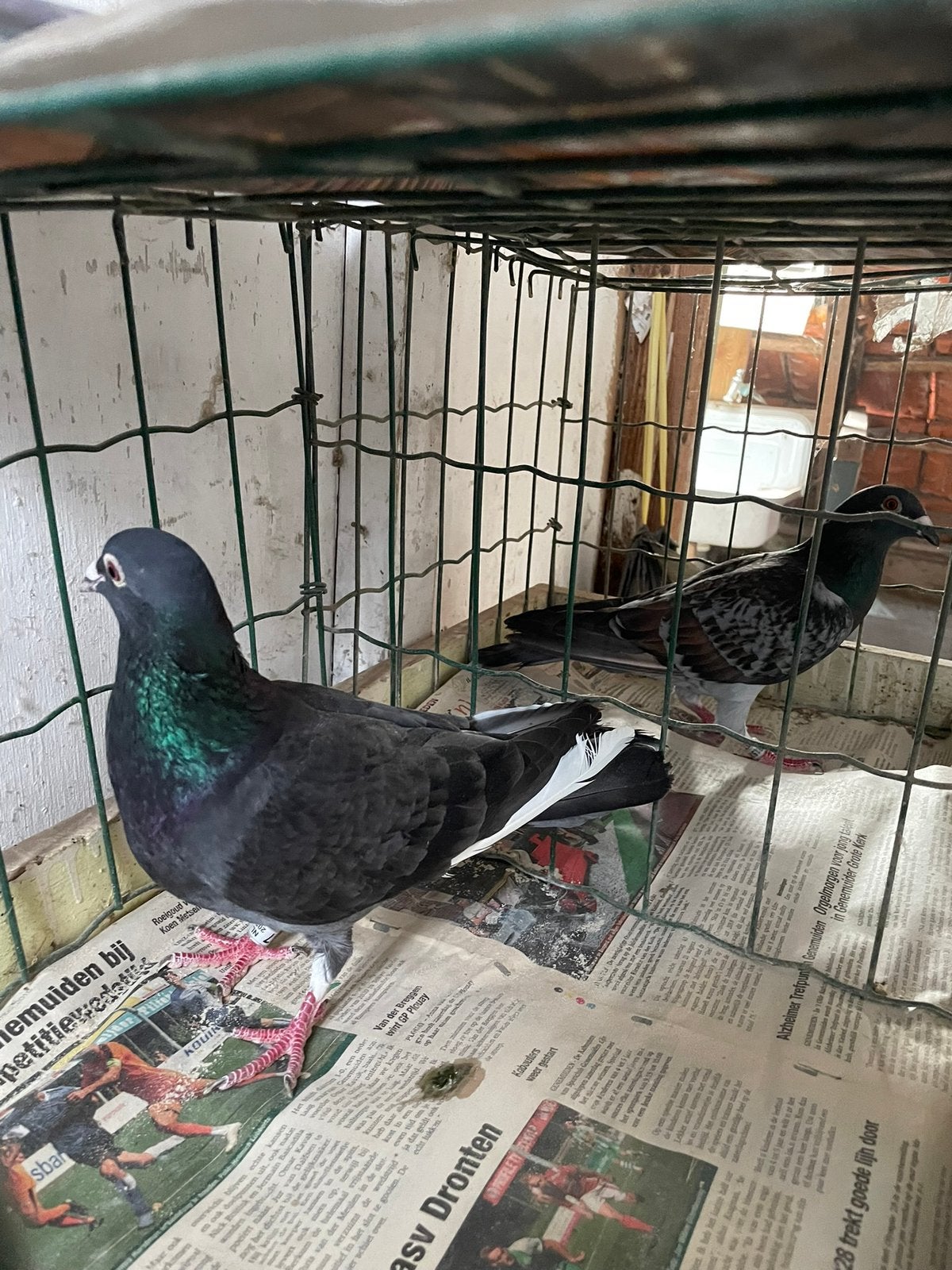 Koppel postduiven, Dieren en Toebehoren, Vogels | Duiven, Meerdere dieren, Postduif