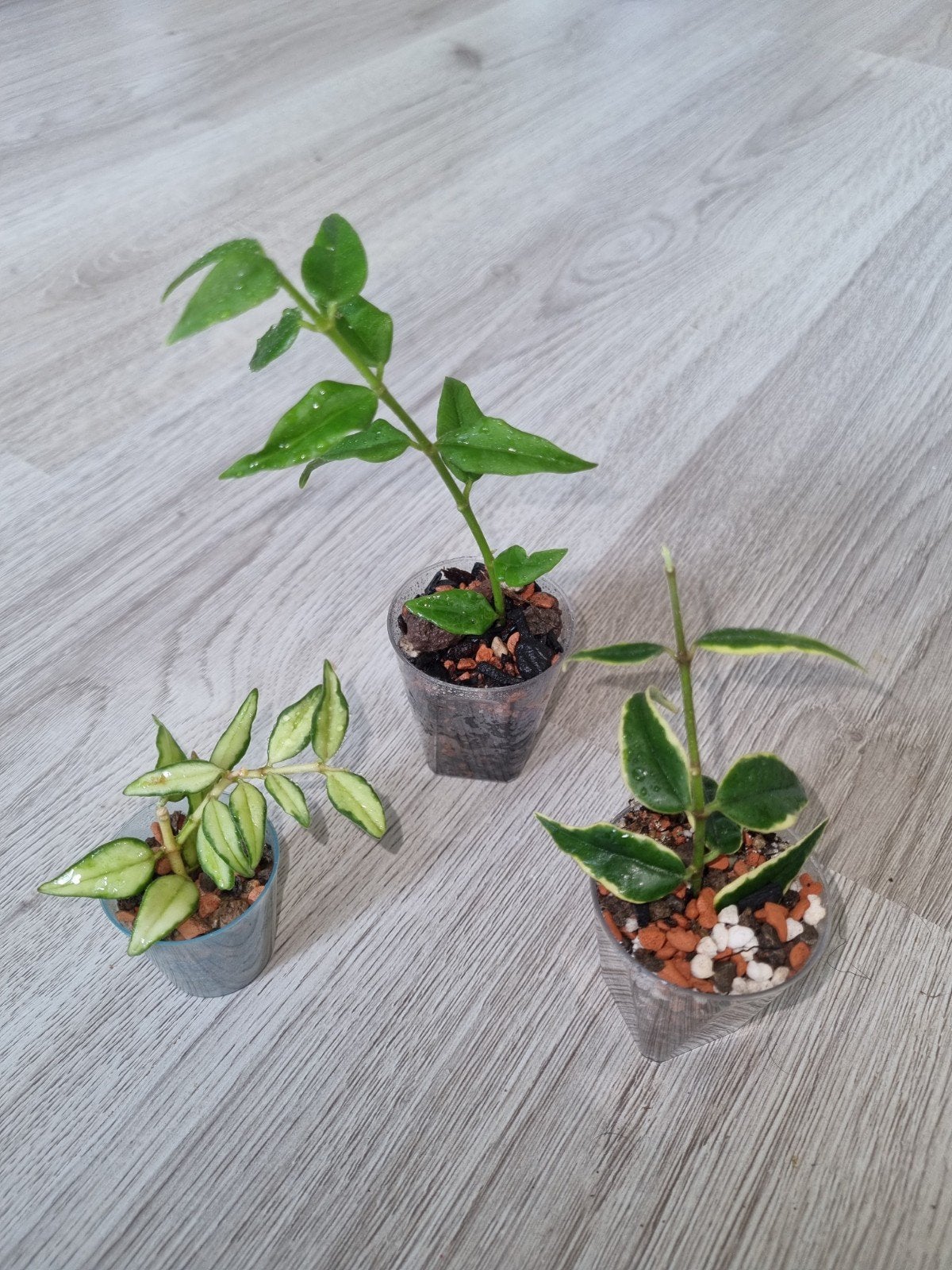 Hoya bella pakket 3x €20, Ophalen of Verzenden, Halfschaduw, Minder dan 100 cm