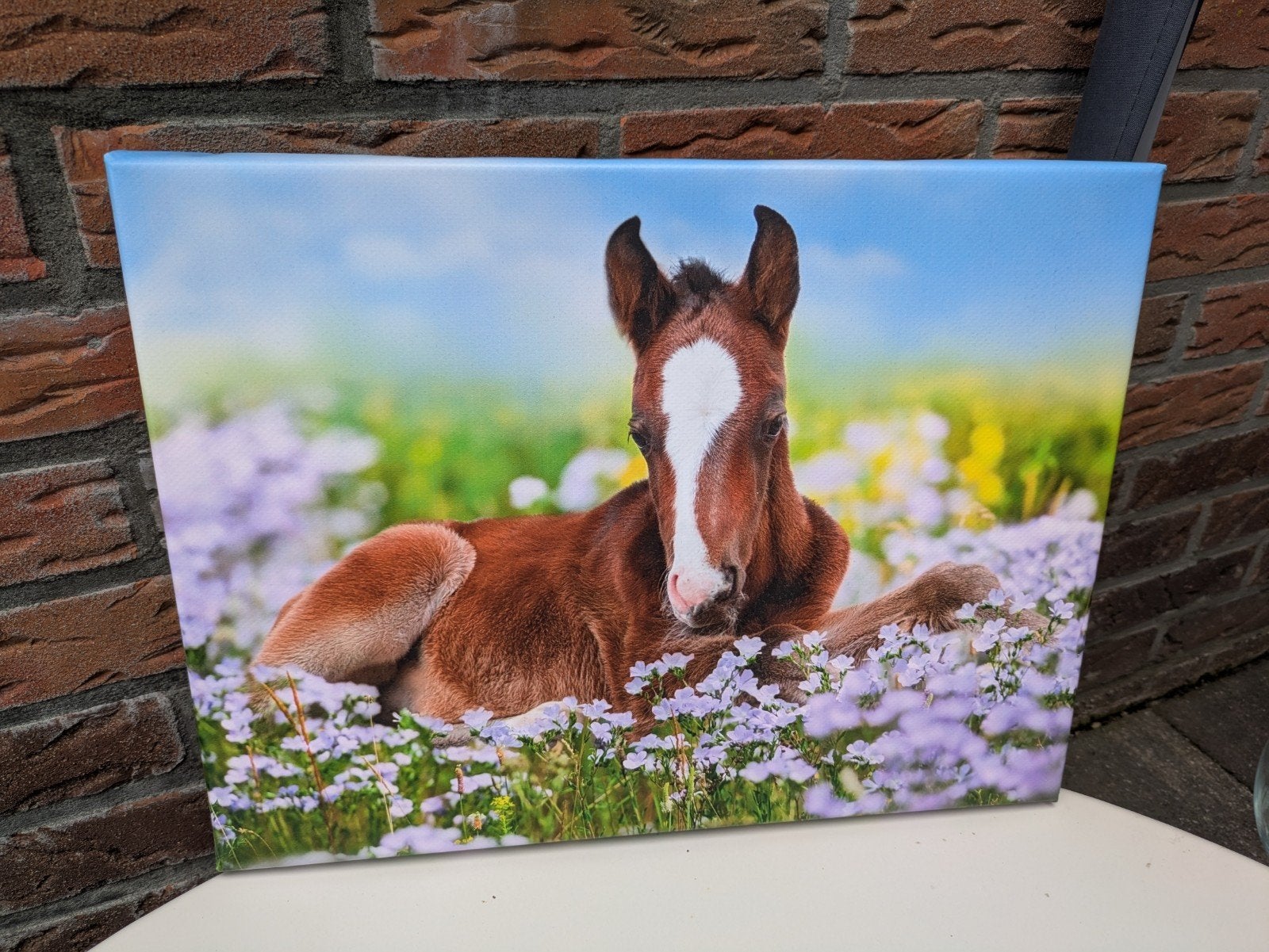 Schilderij/canvas wanddecoratie paard / veulen, Ophalen of Verzenden, Zo goed als nieuw, Ophangbaar, Wanddecoratie