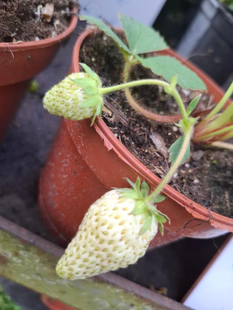 Ostara aardbeienplanten, Ophalen, Eenjarig, Overige soorten, Volle zon