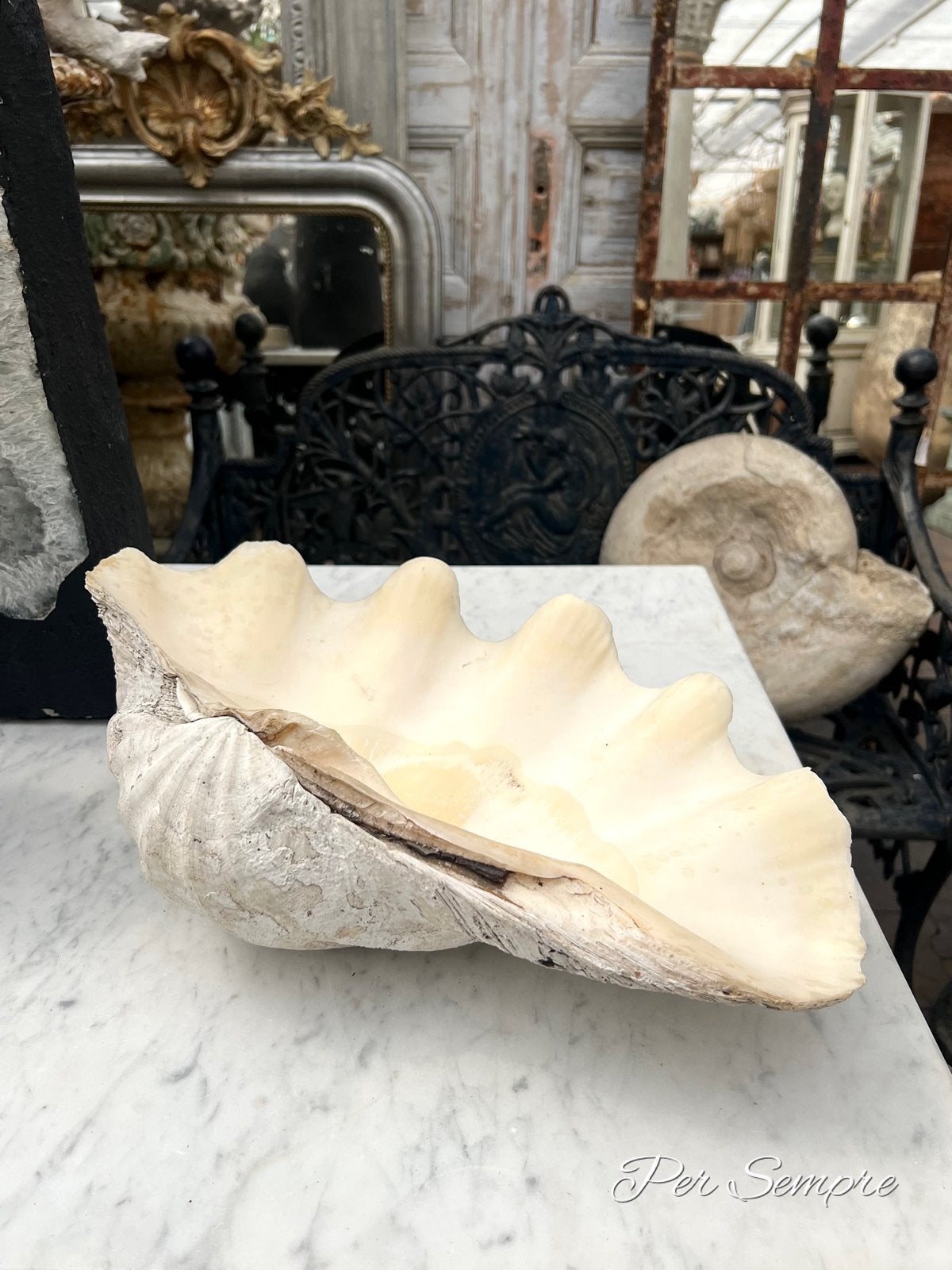Per Sempre, Prachtige Grote Doopvontschelp 43 cm, Antiek en Kunst, Ophalen of Verzenden