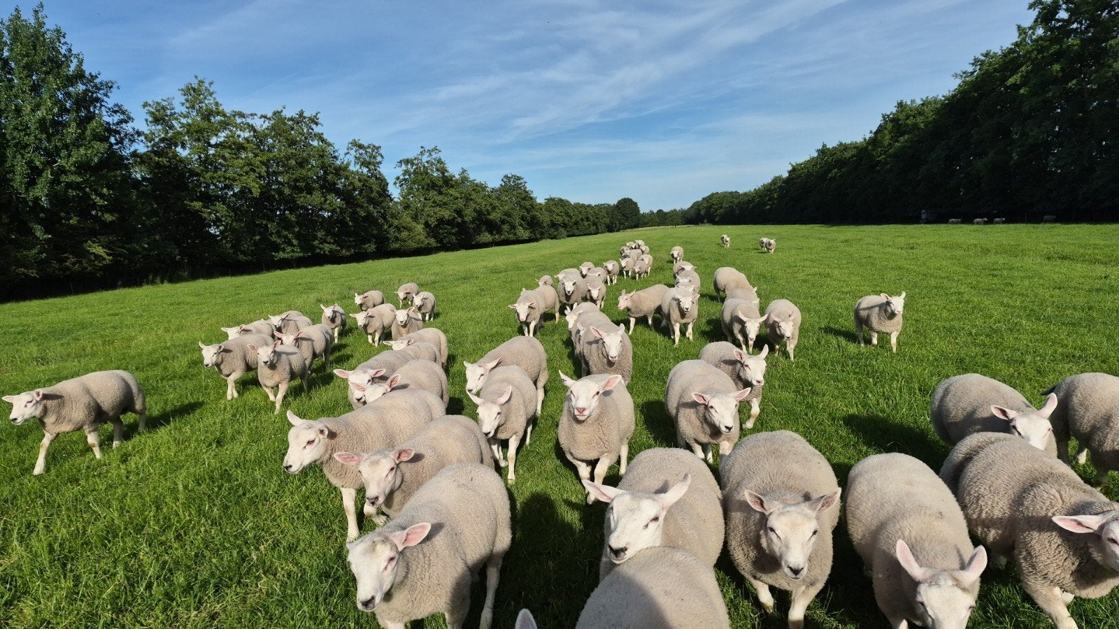 Gezocht grasland weidegang, Vrouwelijk, Schaap