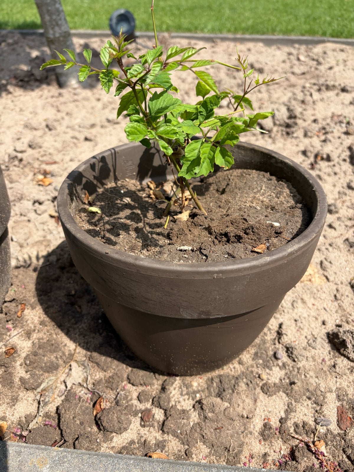 Jonge plant (trompetbloem) in pot - Klaar voor uw tuin!, Tuin en Terras, Planten | Tuinplanten, Volle zon, Vaste plant, Zomer