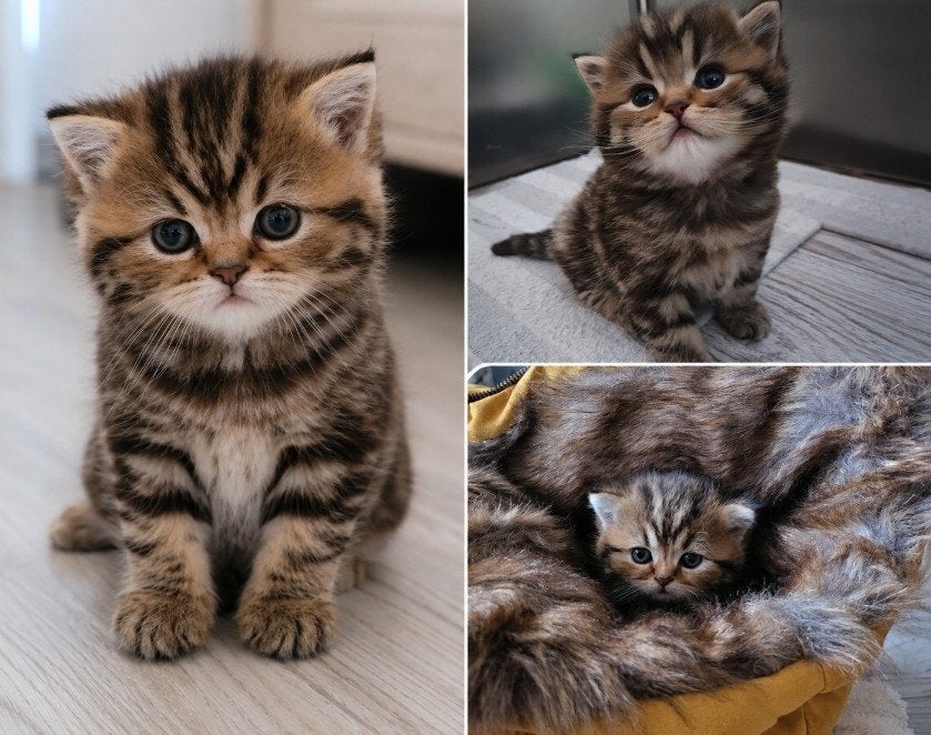Britse langhaar en korthaar 😍😍, Meerdere dieren, Ontwormd