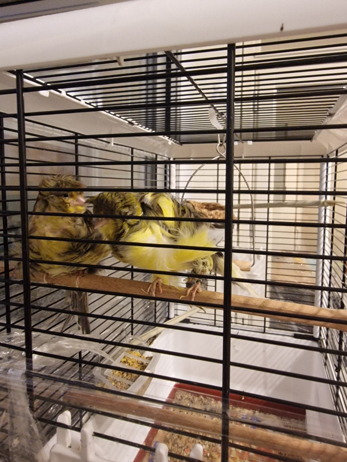 Parijse Frise Kanaries Vogels koppel, Meerdere dieren, Parkiet