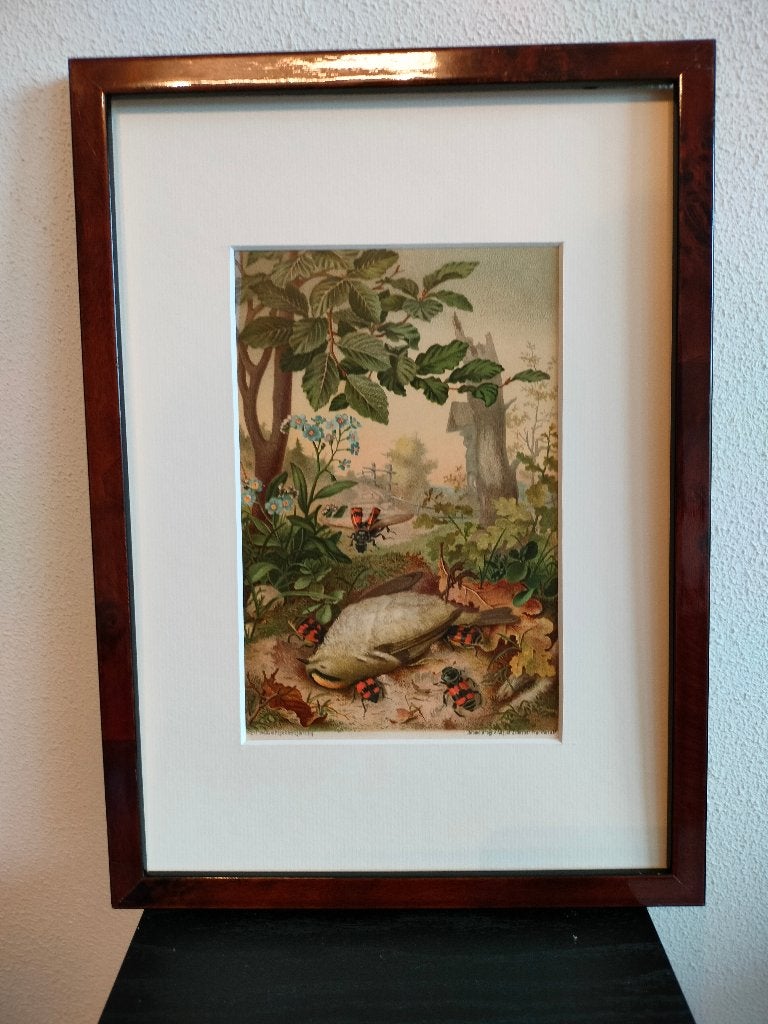 Chromolitho Litho A. Haase Praag Vogels Vogel Birds 1888, Ophalen of Verzenden