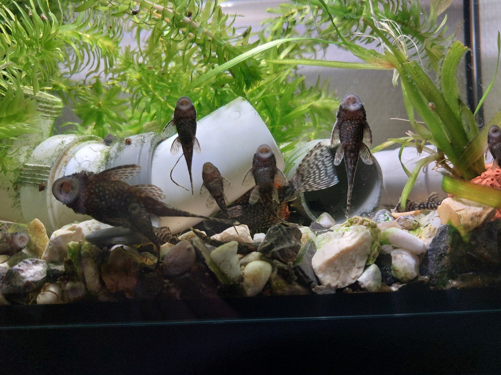 Jonge algeneters ( Ancistrus ) of ( Borstelneus) ., Vis