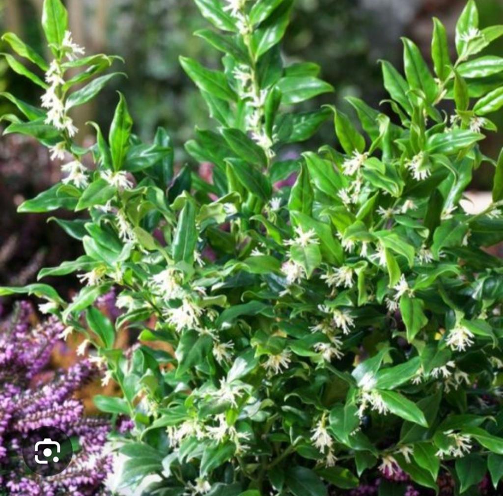 Sarcococca, Tuin en Terras, Ophalen, Overige soorten, Minder dan 100 cm