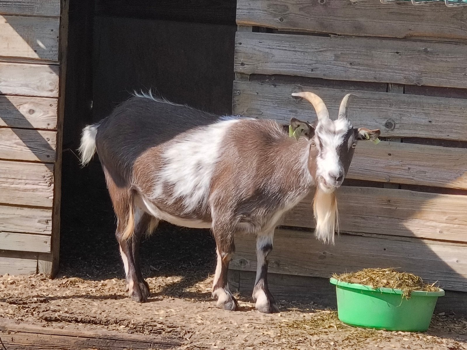 Vrouwelijke landgeit, Dieren en Toebehoren, Vrouwelijk, Geit