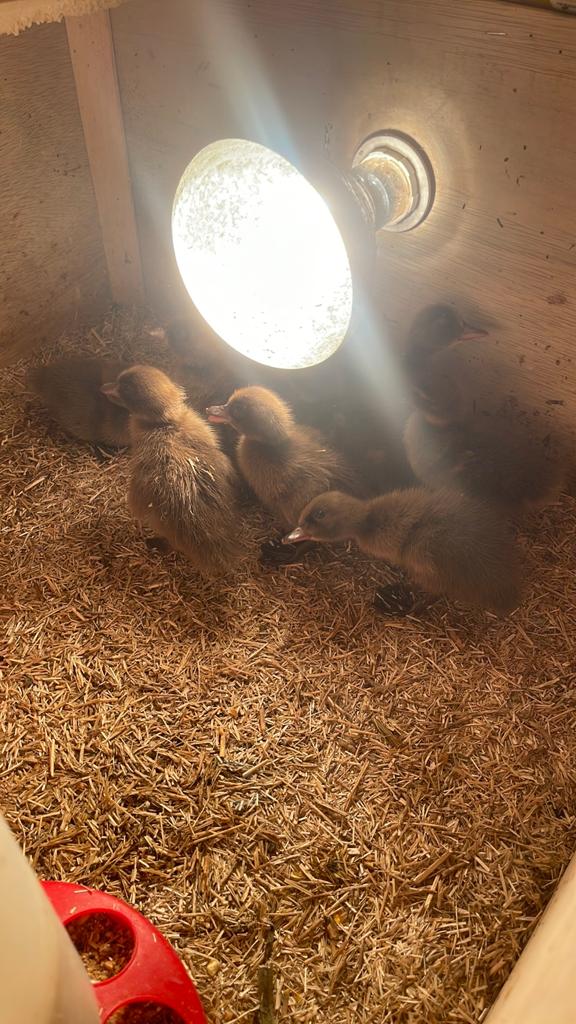 Eenden kuikens, Dieren en Toebehoren, Pluimvee, Geslacht onbekend, Eend