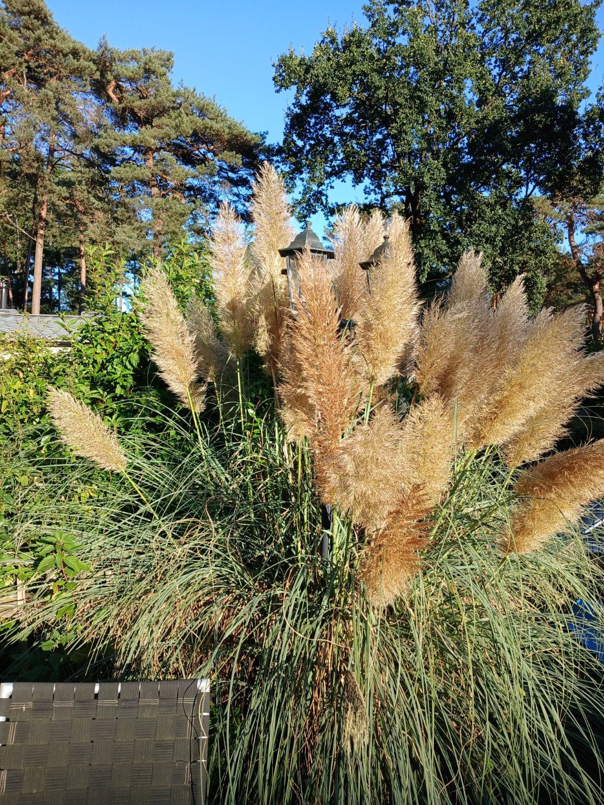 Grote Pampasgras (Cortaderia selloana), Tuin en Terras, Ophalen, Volle zon, Vaste plant, Siergrassen