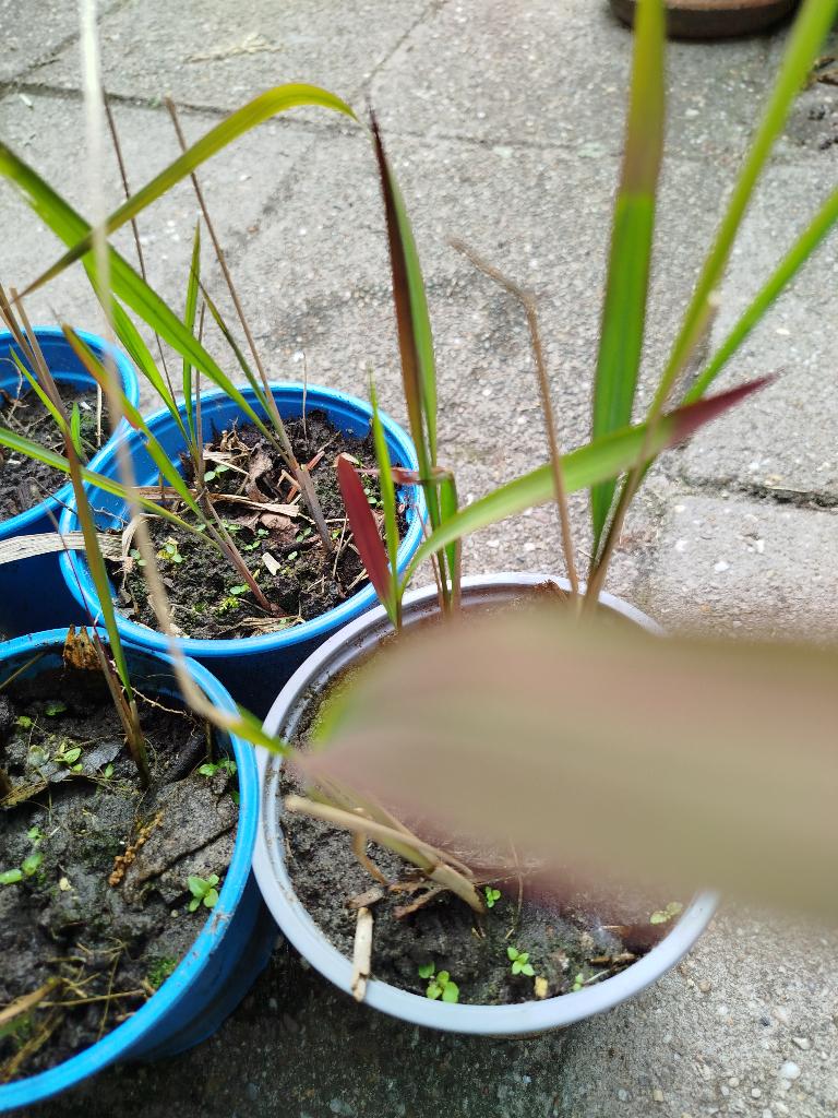 Japans bloedgras, Tuin en Terras, Planten | Tuinplanten, Ophalen, Bloeit niet, Siergrassen, Halfschaduw
