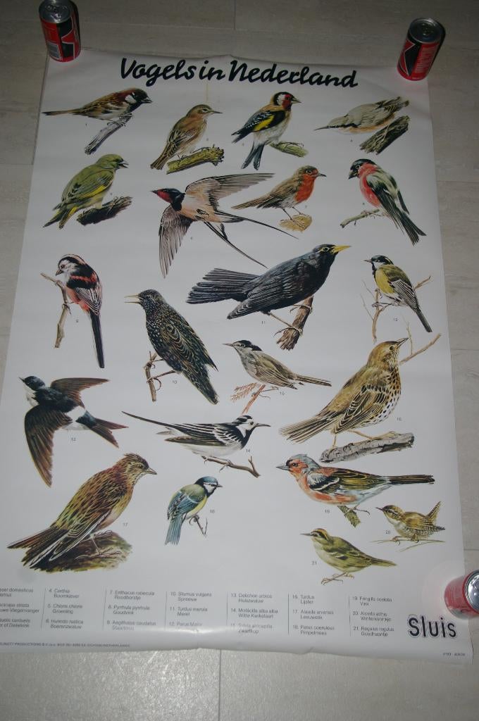 Poster met vogels in Nederland. Uitgave van Sluis., Verzamelen, Merken en Reclamevoorwerpen, Nieuw, Overige typen, Ophalen of Verzenden
