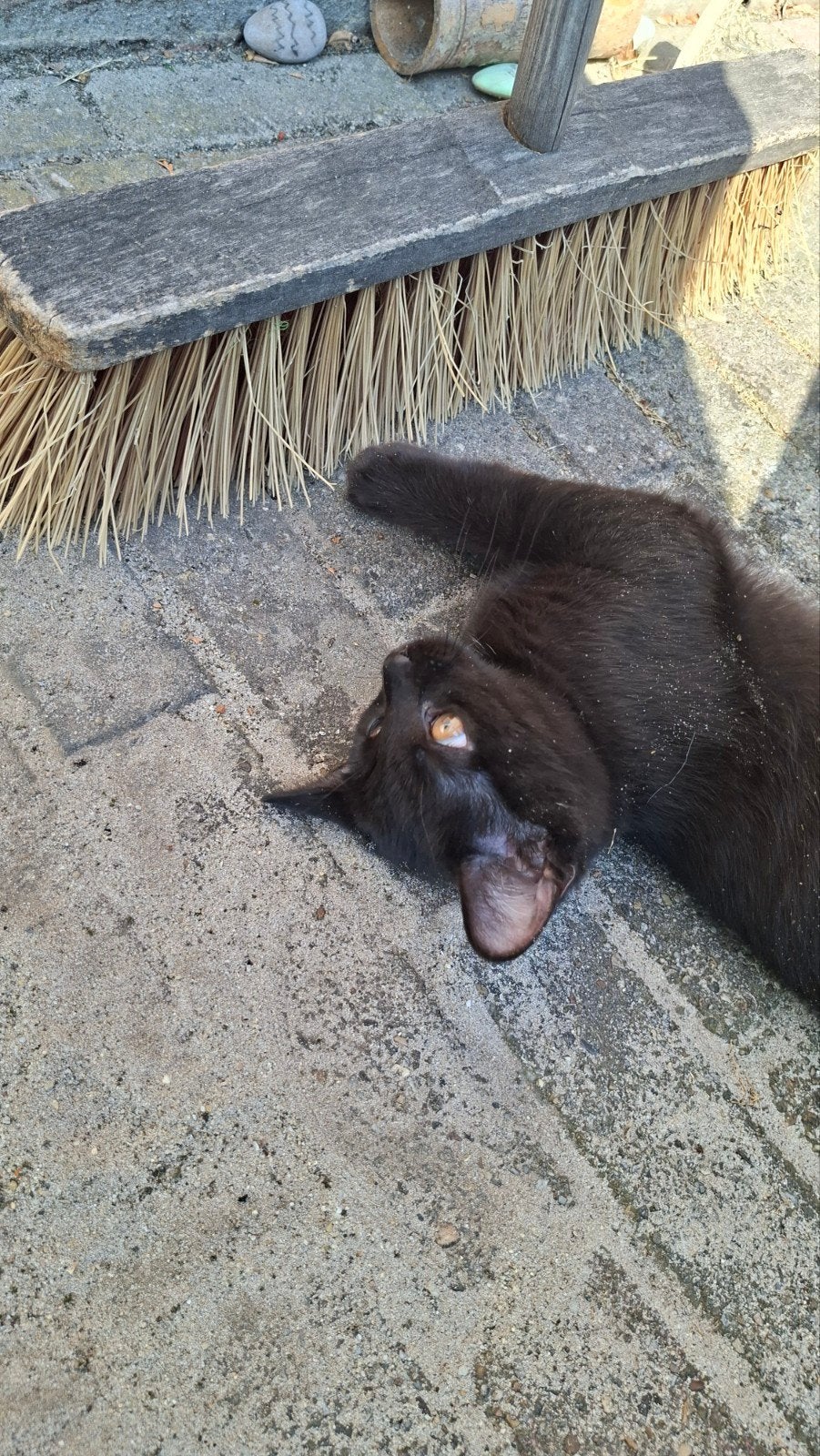 kitten verkopen, Poes, Kortharig, 0 tot 2 jaar
